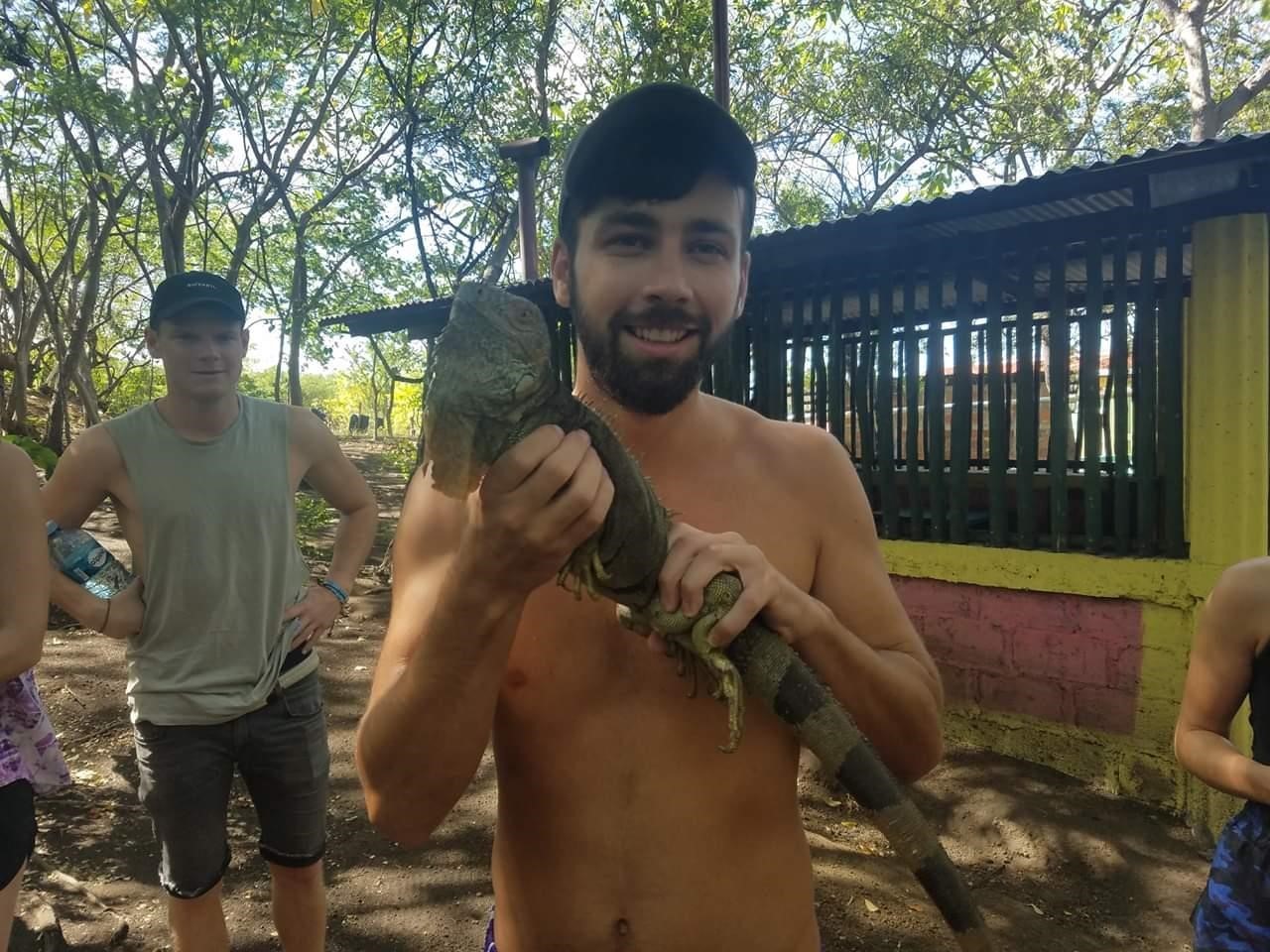 iguana1